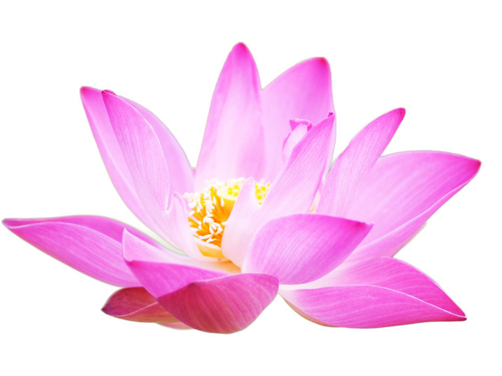 Pink lotus flower
